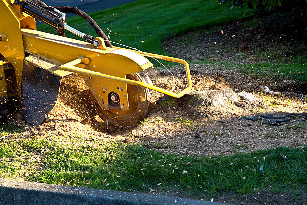 Fremont Hills, MO Tree Removal Company